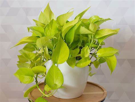Product: Pothos (Epipremnum aureum)